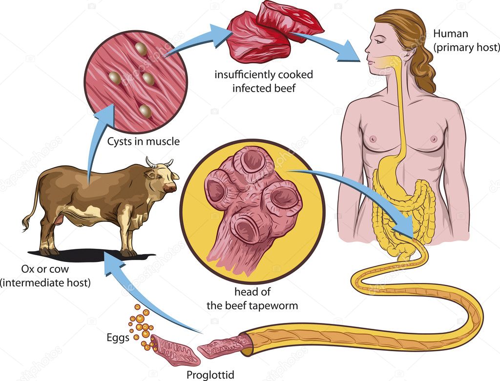 Tapeworm life cycle