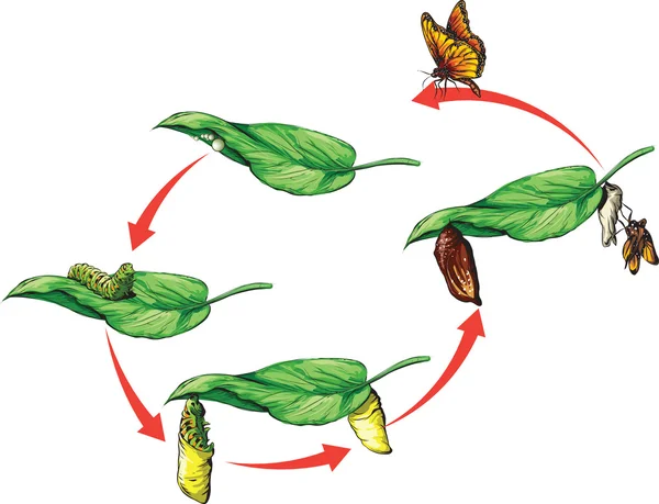 Mariposa monarca — Archivo Imágenes Vectoriales