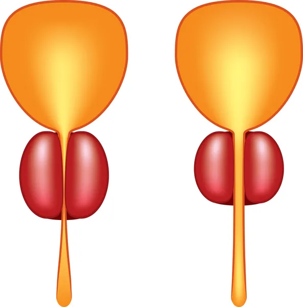 Prostata — Vettoriale Stock