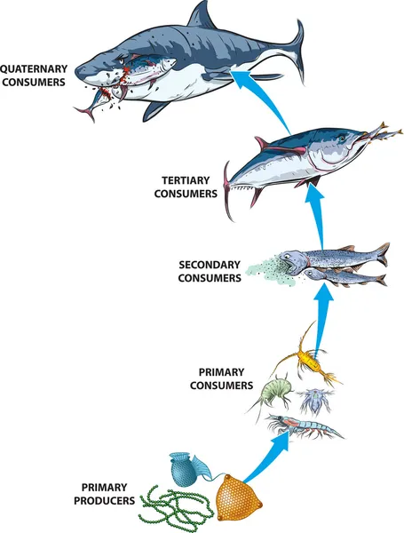 Mariene voedselketen — Stockvector