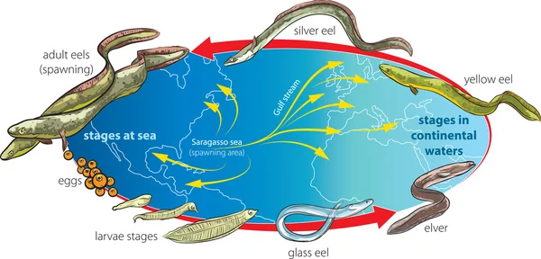 Migración de anguilas — Archivo Imágenes Vectoriales