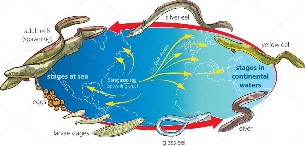 Eels migration