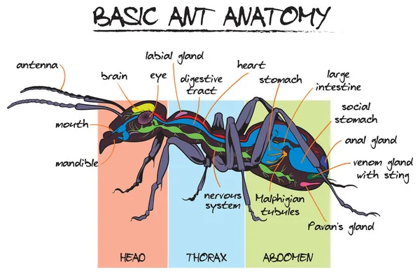 Basic Ant Anatomische Interne Externe Struktur Vektor Cartoon Stil Illustration — Stockvektor