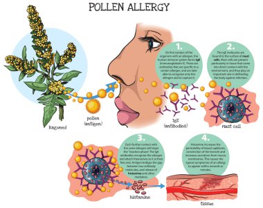 Vector illustration of the response of the immune system to pollen allergy clipart