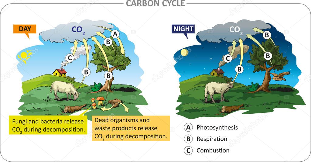 Carbon circulation. Life processes in the carbon cycle: photosynthesis, respiration, combustion.