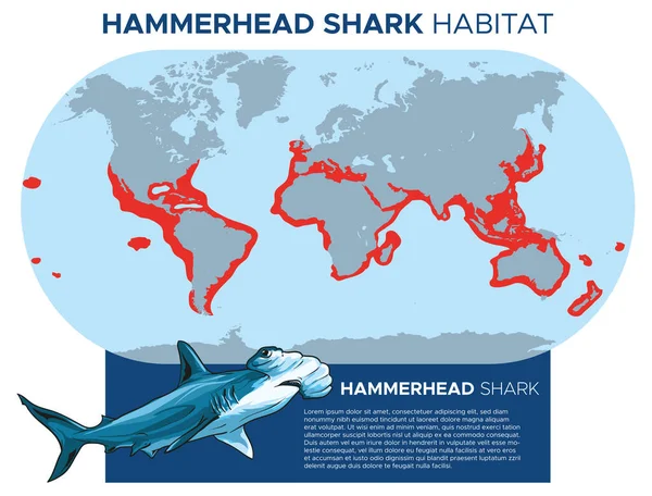 Illustration Vectorielle Carte Répartition Des Requins Marteaux Conception Modèles Infographie — Image vectorielle