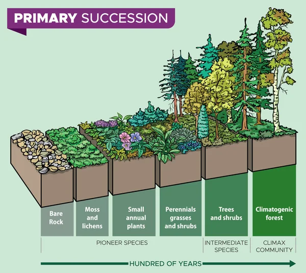 Vektorillustration Infografik Primär Succession Steg För Steg Ekologisk Succession Som — Stock vektor