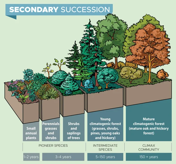 Vector Illustration Infographic Secondary Succession Step Step Which Plants Animals — 图库矢量图片