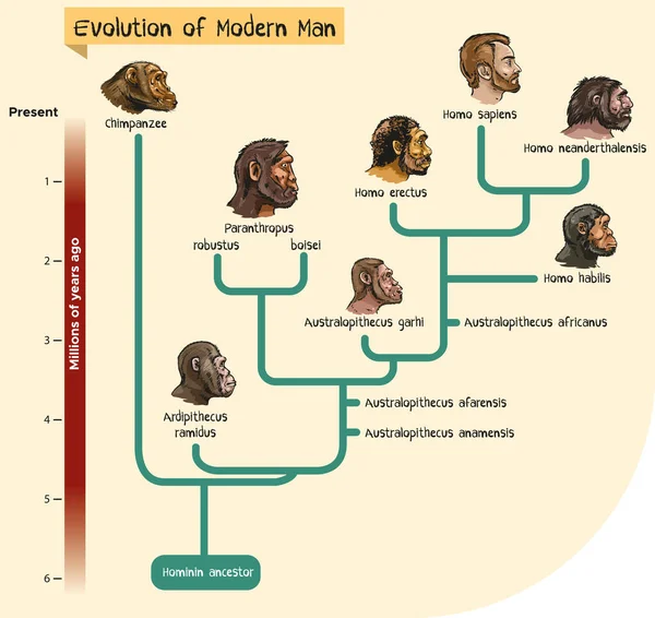 Hominid Atalarından Modern İnsanın Evrimini Gösteren Vektör Çizim Çizimi Cladogram.