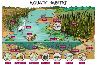 Aquatic habitat - havuz, gölette yaşayan dünya - vektör karikatür çizimi, bilgi grafiği.