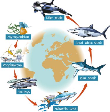 Okyanustaki besin zincirinin vektör çizimi: katil balina, büyük beyaz - mavi köpekbalığı, sarı yüzgeçli ton balığı, ringa balığı, planktonlar. İnfografik tasarım.