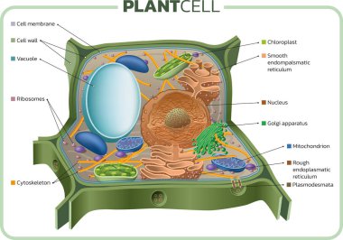 Vector illustration of the basic structure of the plant cell. clipart