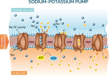 Vector illustration of an example of active transport in animal cells - sodium potassium pump. clipart