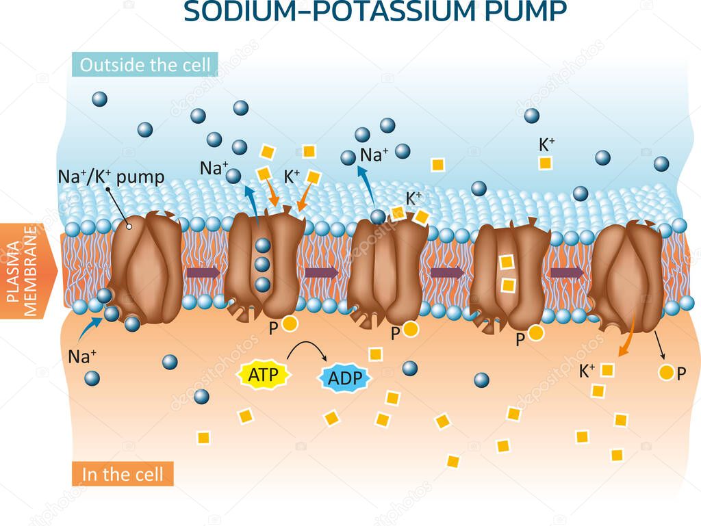 Vector illustration of an example of active transport in animal cells - sodium potassium pump.