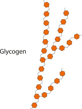 Vector illustration of the chemical structure of Glycogen.
