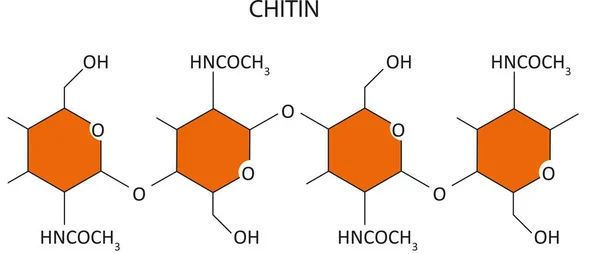 Ilustração Vetorial Estrutura Química Quitina — Vetor de Stock