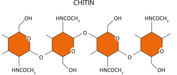 Vector Illustration Chemical Structure Chitin Stock Vektory