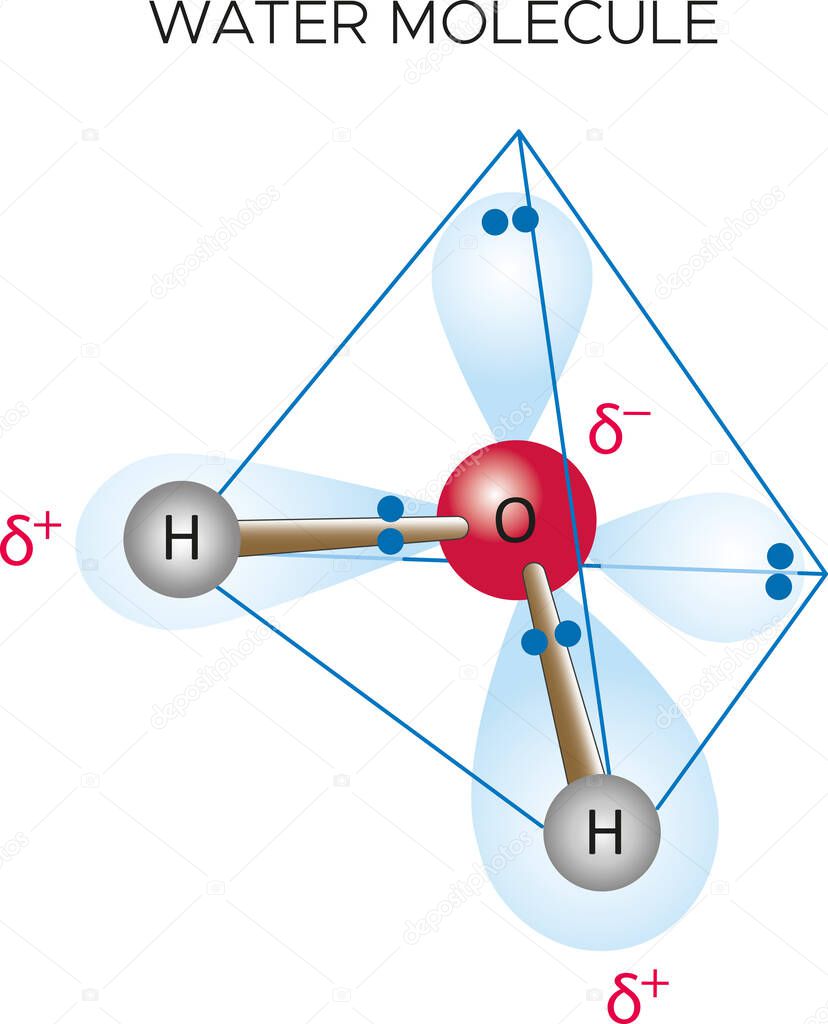Scientific diagram show water molecule with oxygen and hydrogen bond