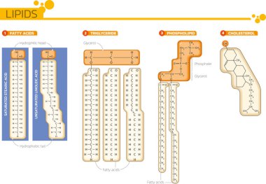 Vector illustration of the chemical structure of lipids: fatty acids, triglycerides, phospholipids, cholesterol. Infographic design.
