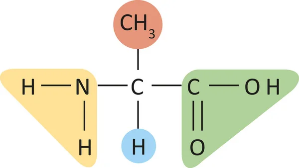 アミノ酸構造式 ベクターイラスト — ストックベクタ