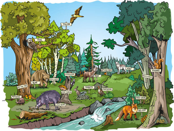 Ecosystem, biodiversity concept. Forest habitats, carnivore animals, birds in wild environment, nature. Wildlife, fauna diversity. Vector illustration. Poster.