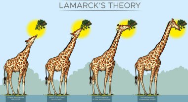 Lamarck 'ın teorisine göre zürafanın boynundaki evrimin temsilcisi..