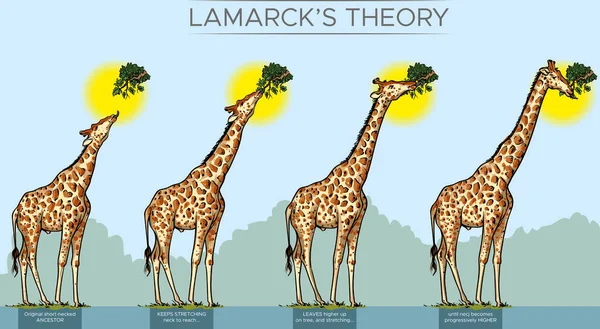 Vector Illustratie Van Evolutie Van Nek Van Giraffe Door Lamarck — Stockvector