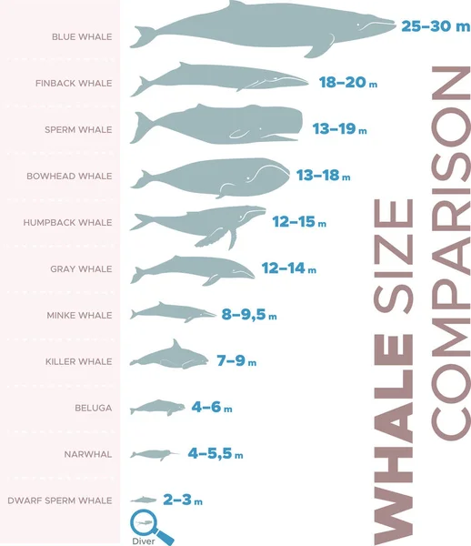 クジラの大きさ比較図のベクトル図 — ストックベクタ