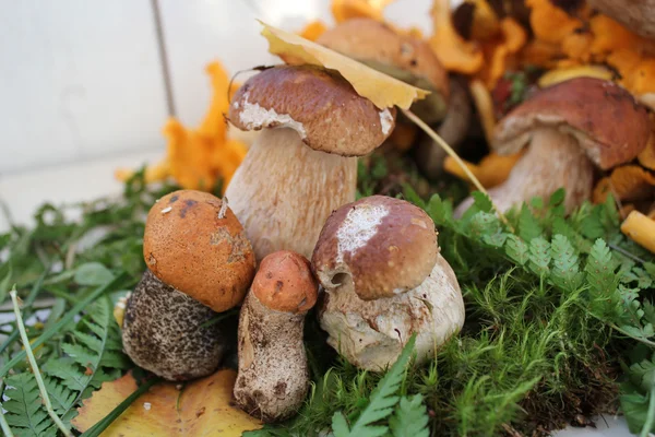 Paddenstoelen — Stockfoto