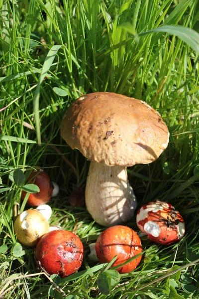 CEPE z grzybów russulas — Zdjęcie stockowe