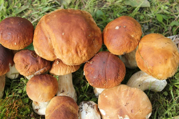 Grupa grzybów jadalnych — Zdjęcie stockowe