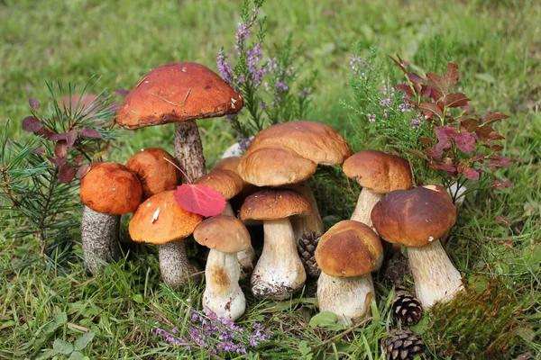 Groep van eetbare paddestoelen — Stockfoto