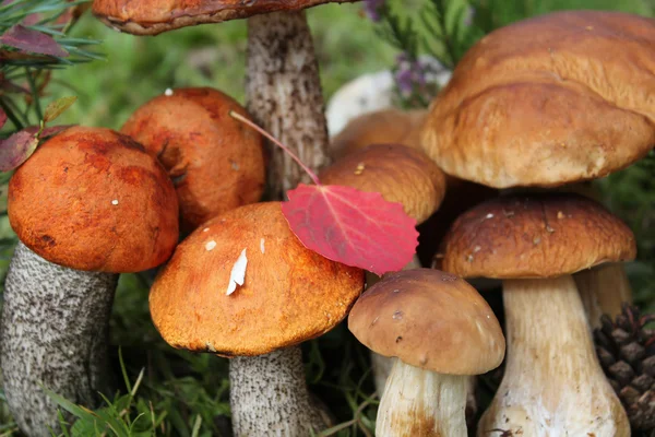 Grupa grzybów jadalnych — Zdjęcie stockowe