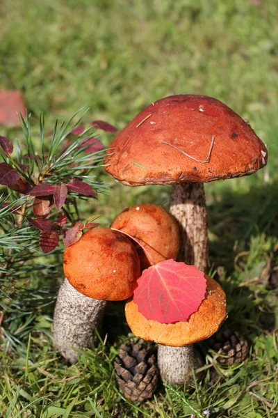 Gruppe essbarer Pilze — Stockfoto