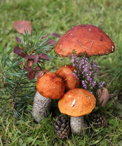 Grup yenilebilir mantar