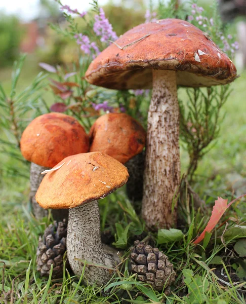 Groep van eetbare paddestoelen — Stockfoto