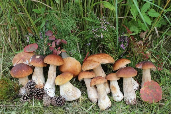 Yenilebilir Mantarlar