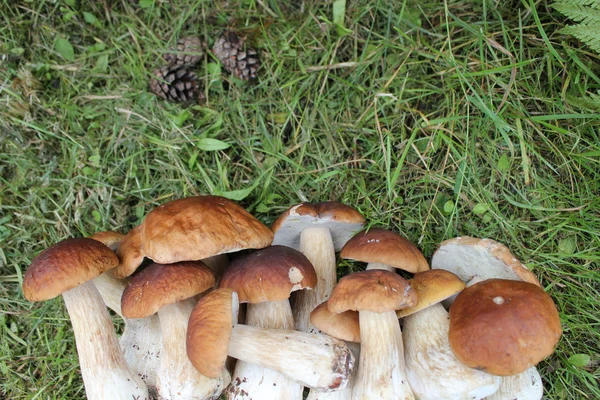 Gruppo di funghi commestibili — Foto Stock
