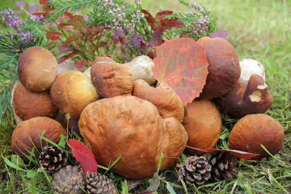 Groep van eetbare paddestoelen — Stockfoto