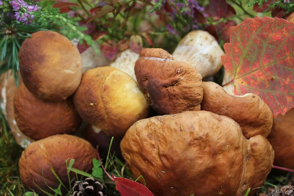 Groep van eetbare paddestoelen — Stockfoto