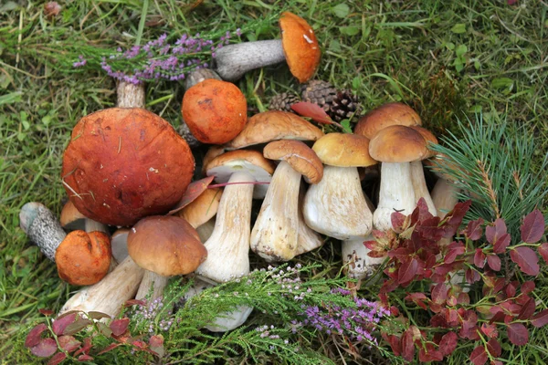 Groep van eetbare paddestoelen — Stockfoto