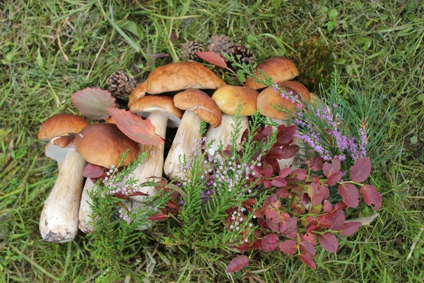 Groep van eetbare paddestoelen — Stockfoto