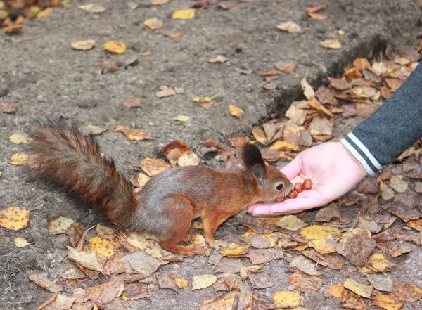 Squirrel — Stock Photo, Image