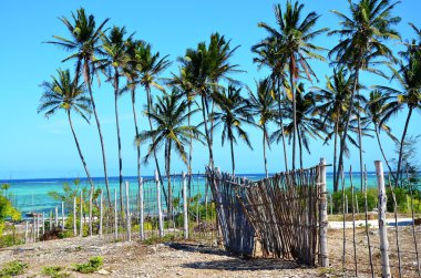 palmiye ağaçları ve eski çit, zanzibar