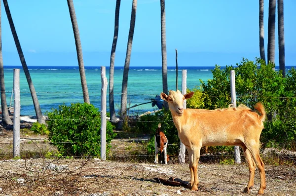 Cabras e o oceano, Zanzibar — Fotografia de Stock