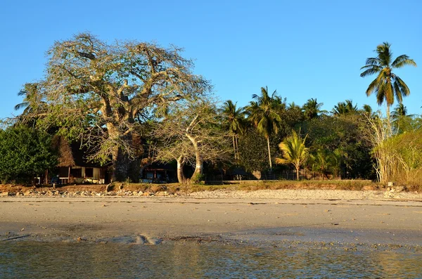 Drzewie baobabu, zanzibar — Zdjęcie stockowe