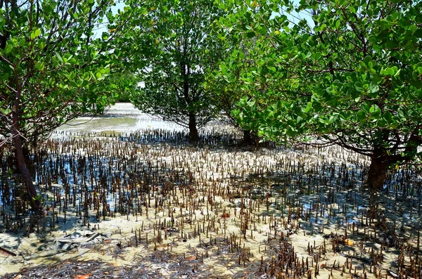 Manguezais em maré baixa, Zanzibar, Tanzânia — Fotografia de Stock