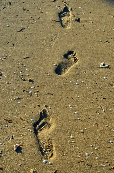 Exotic beach and footsteps, Zanzibar Stock Picture