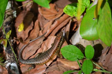 jozani Milli Parkı, zanzibar