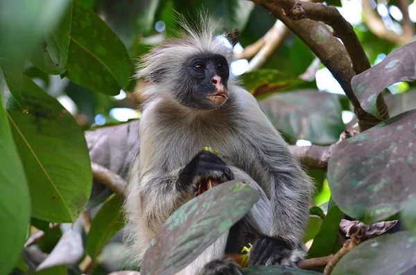 Röd colobus apa i jozani np, zanzibar — Stockfoto